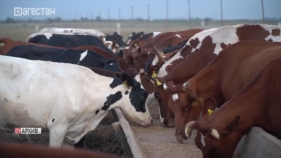 Поголовье крупного рогатого скота в Дагестане выросло на 2% за прошлый год и превысило 914 тысяч голов