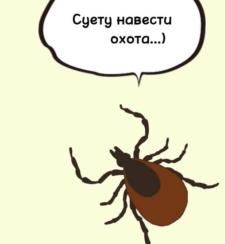 Клещи проснулись в России. В Роспотребнадзоре сообщили, в больницах страны уже фиксируют первые укусы клещей