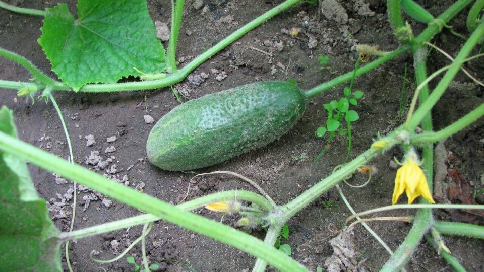 ��� ��������� ����������� ����� ��� ��������� ������ �������