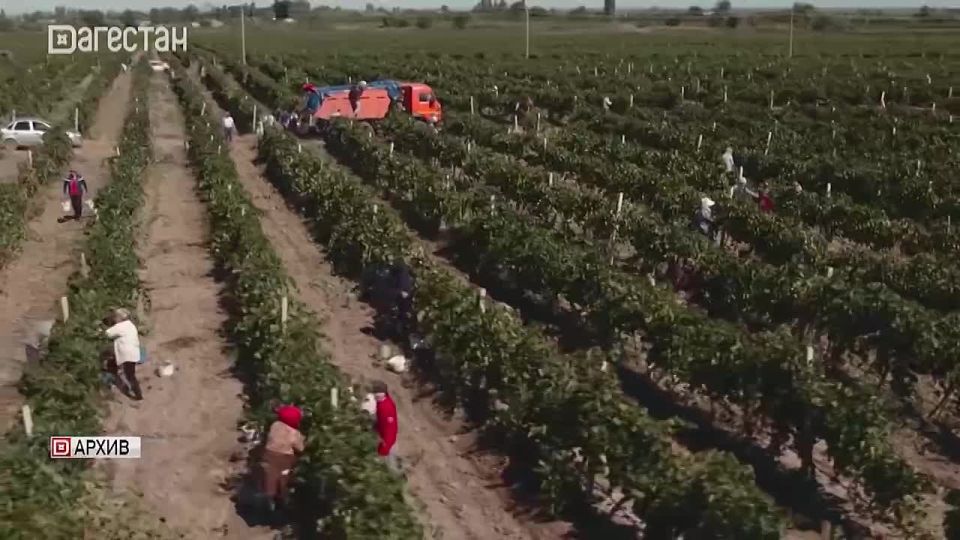 Дагестан наращивает виноградный потенциал