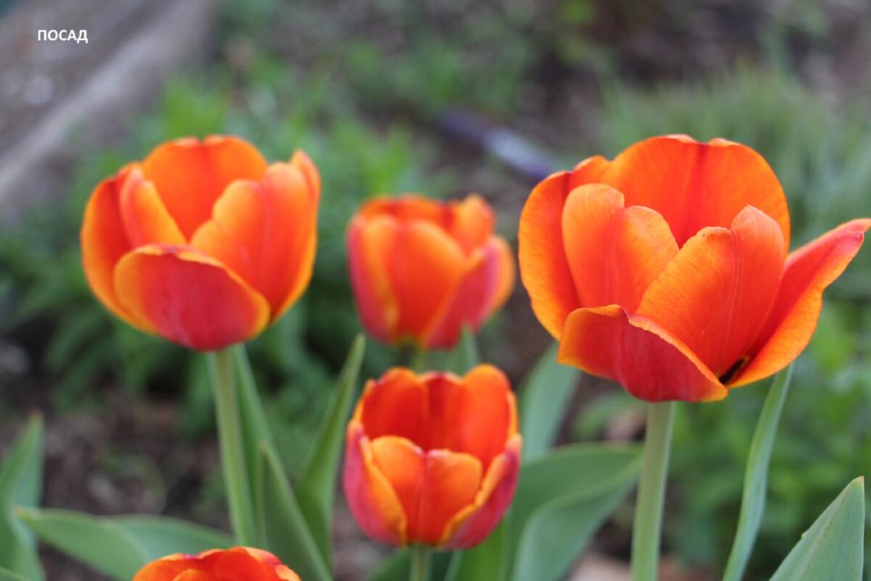 ��������� ���� ��� �������������� ����������, ������� �� ������ ������� � �����