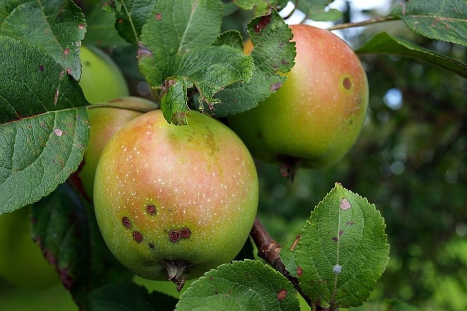 ��� ���������� ���������� � ������ �� ������� � ������