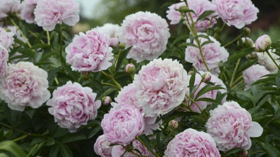 ��� ��� ������� ��������� �������� �������� ������ �������� ������