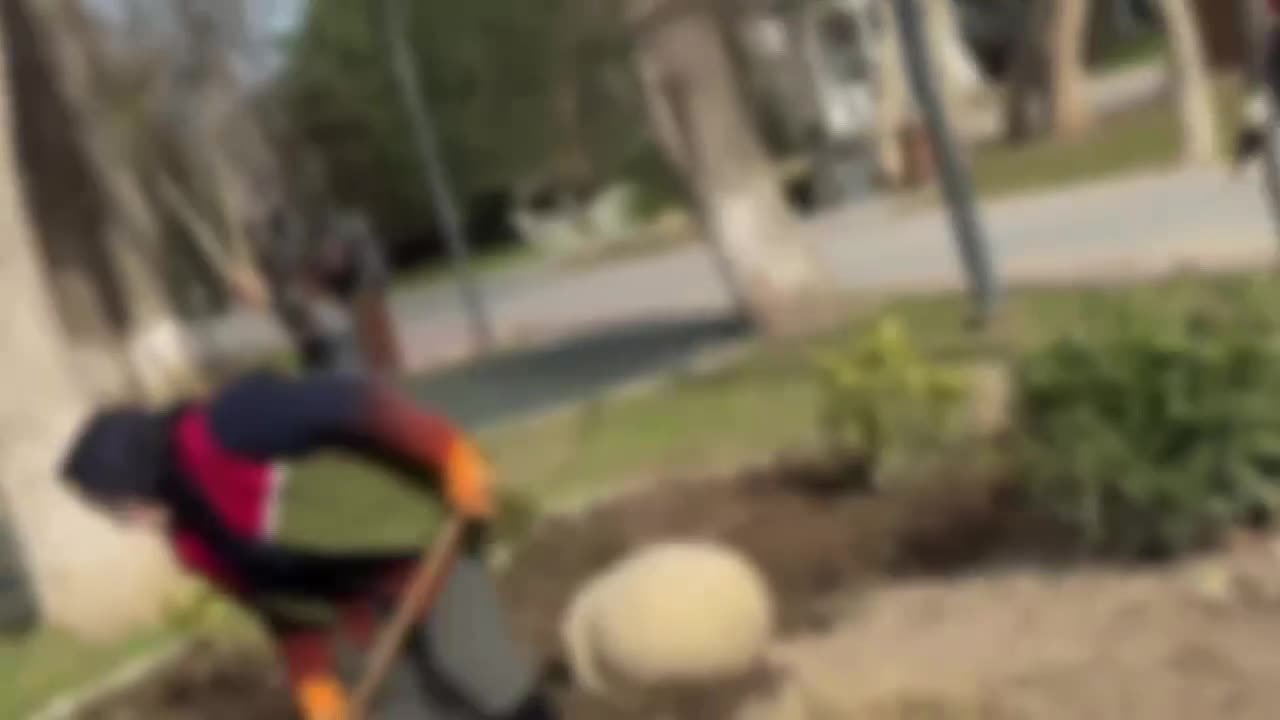 Дирекция парков и скверов Махачкалы в эти весенние дни ведет активную подготовку к озеленению в городских парках