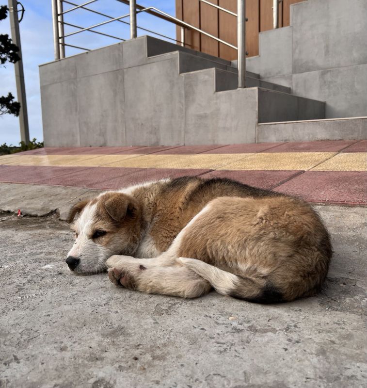 Штраф за жестокое обращение с животными могут повысить до 1 млн рублей