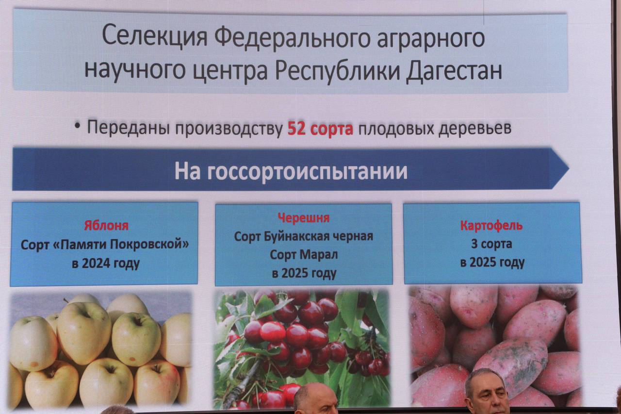Первые дагестанские сорта картофеля появятся в 2027 году благодаря научным разработкам в Акушинском районе Первые дагестанские сорта картофеля появятся в 2027 году благодаря научным разработкам в Акушинском районе