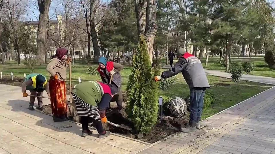 Зелёное обновление Махачкалы – новые туи и голубые ели в центре города