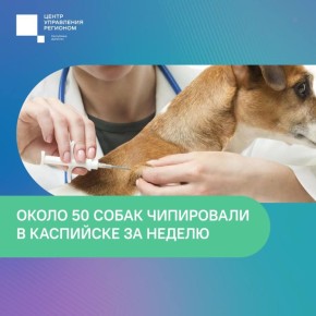За неделю в Каспийске поймали 49 бездомных собак