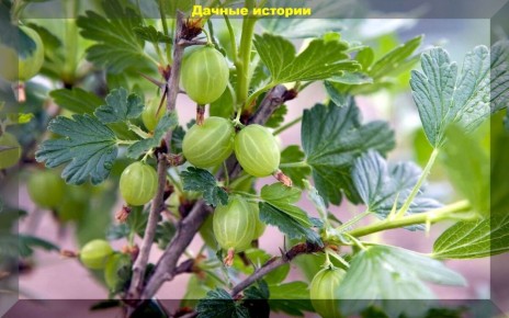 ������ ��������� �� ����������: �������� �������� �������