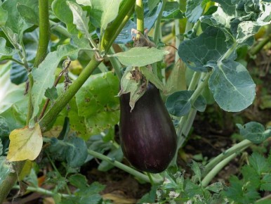 Как вырастить идеальные баклажаны: секреты успешного ухода