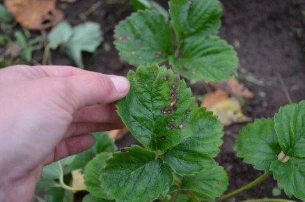 Как защитить клубнику от пятнистостей: эффективные методы обработки