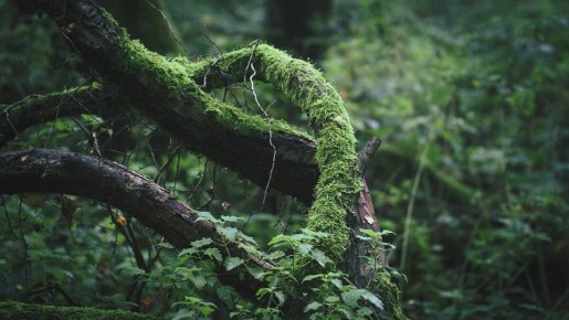 Как избавиться от мха на газонах и деревьях: полезные советы