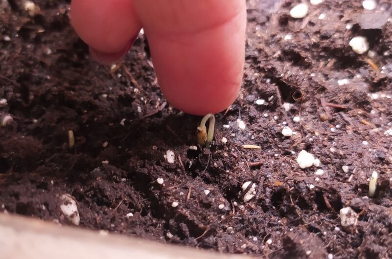 Томаты на удивление: первые всходы через три дня