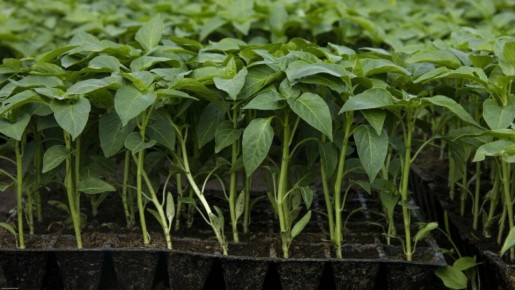 ��� ������� ������ ���������� ��������� ������� ����� � ��������� ���������