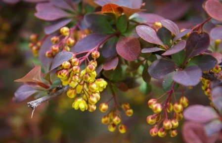 Барбарис оттавский: как вырастить красивый кустарник для вашего сада