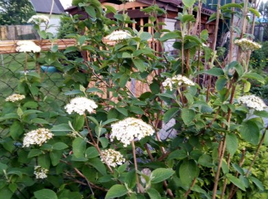 Феерия калин: как выбрать и ухаживать за этими растениями в саду