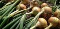 Когда собирать лук: главные признаки готовности и советы по хранению
