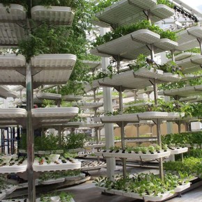 Гидропоника: Революция в Садоводстве Круглый Год