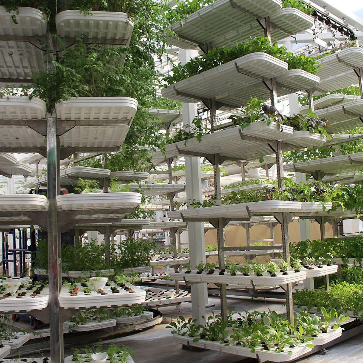 Гидропоника: Революция в Садоводстве Круглый Год