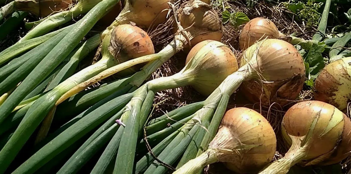 Когда собирать лук: главные признаки готовности и советы по хранению