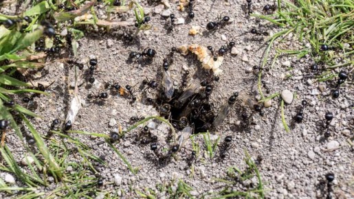 Эффективные и безопасные способы борьбы с муравьями на вашем участке