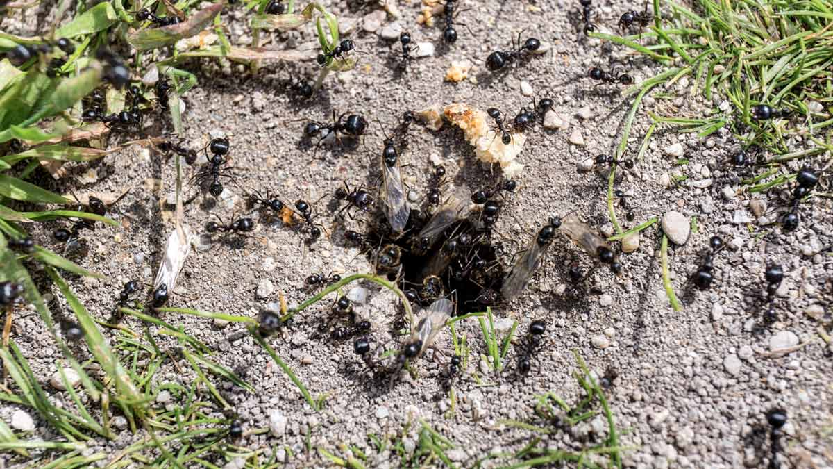 Эффективные и безопасные способы борьбы с муравьями на вашем участке