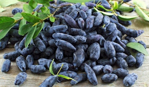 �������� ��������� ���������: ������� ��������� ������