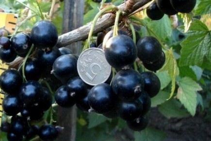 Смородина Селеченская 2: секреты успешного выращивания и уход