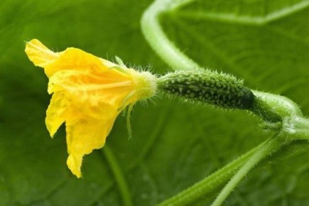 ����������� ������ � ����� �� �������� � ����: ��� �� �������� ������