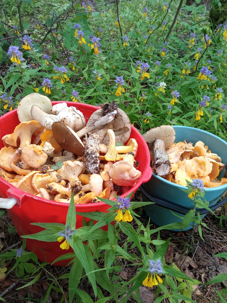 Тайны грибных мест: как растут воспоминания о детстве