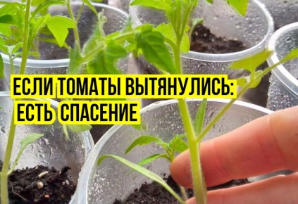 Как спасти рассаду помидоров: советы опытного агронома
