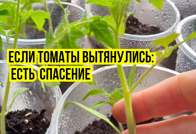 Как спасти рассаду помидоров: советы опытного агронома