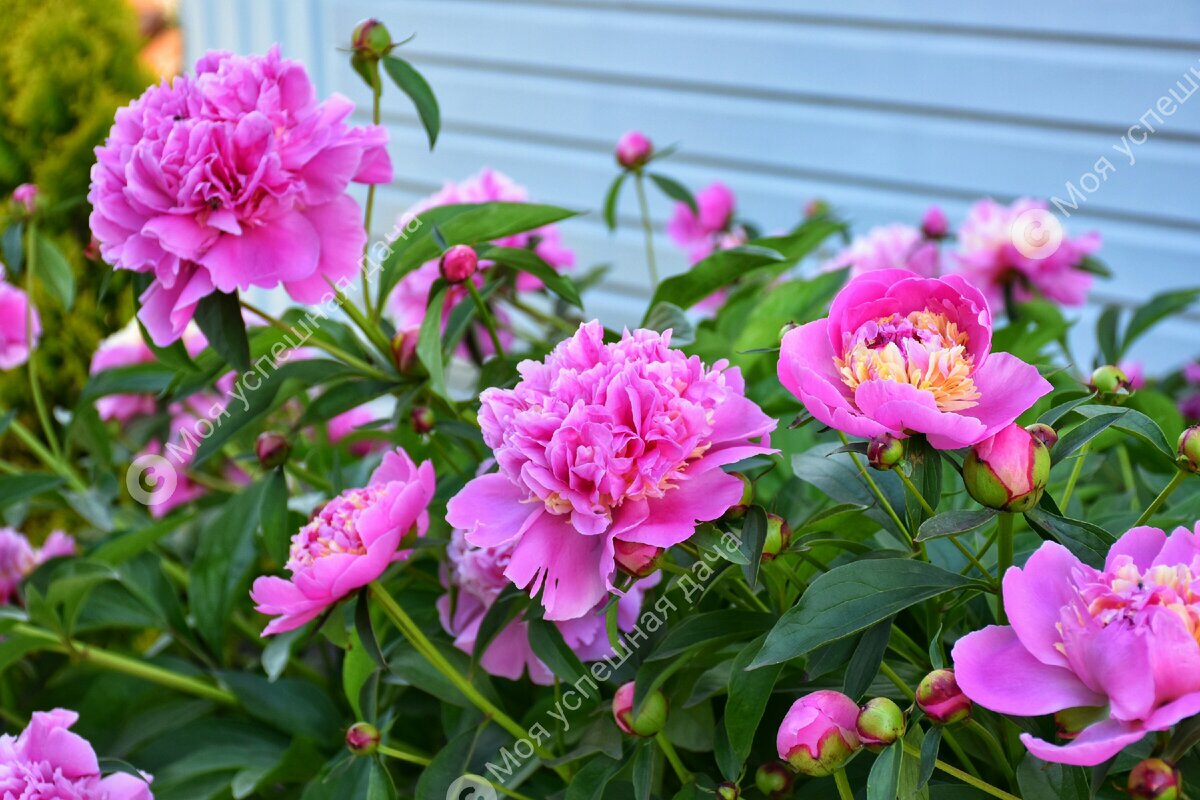 Как весной обеспечить пионам пышное цветение: секреты подкормки