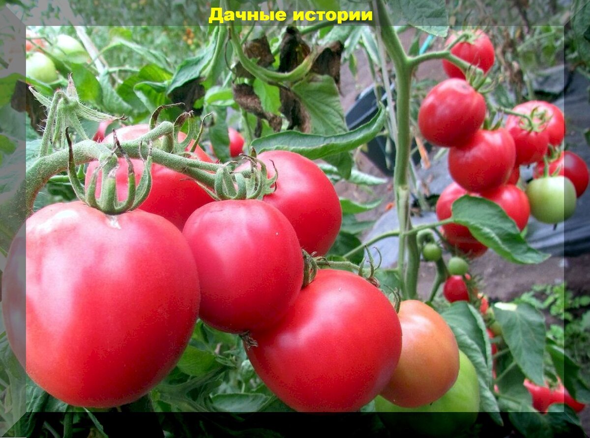 Уход за рассадой томатов: секреты для богатого урожая