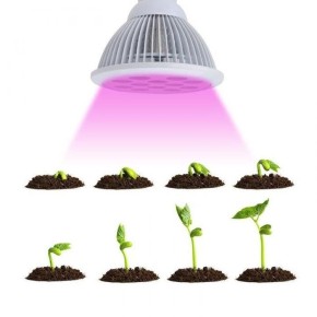 Как круглосуточный досвет рассады влияет на здоровье растений