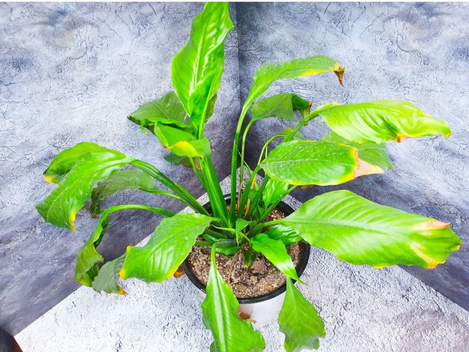 Как спасти спатифиллум: 3 проблемы и простое решение