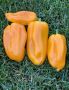 Перец абрикосовая фаворитка: идеальный выбор для раннего урожая