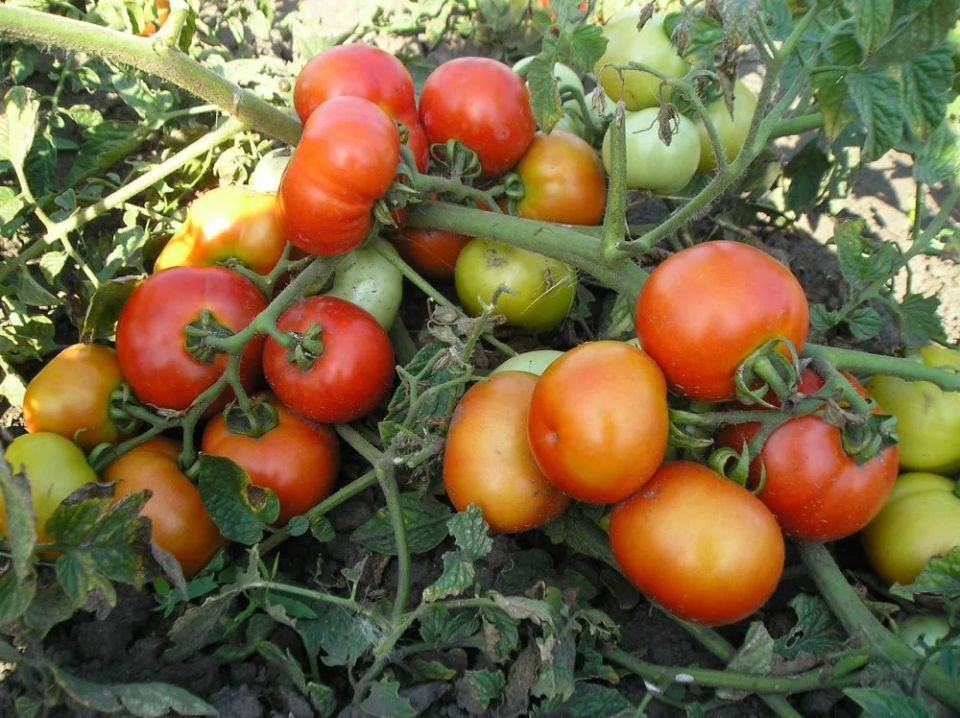 ������������� ������������: 5 ������ �������, ������� ������ ��� ������