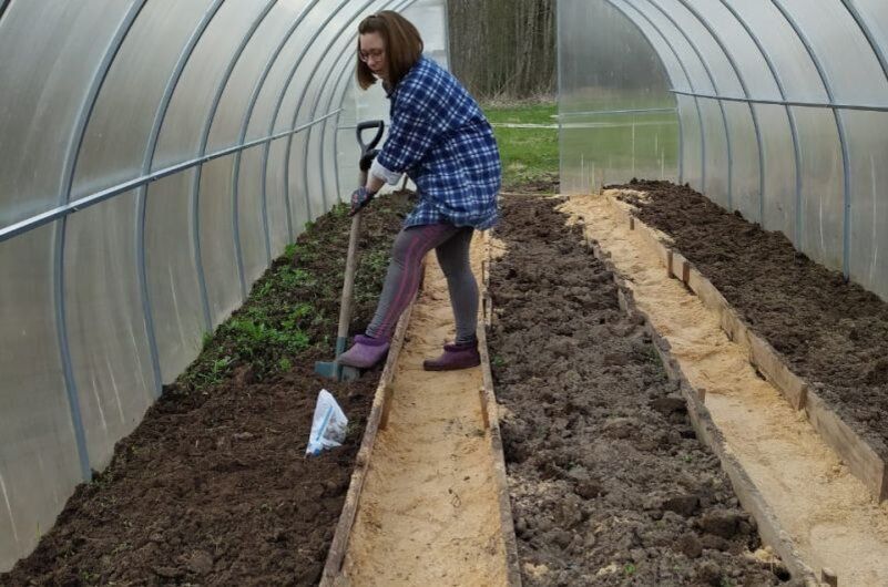 Секреты весеннего посева: какие овощи посадить в неотапливаемую теплицу в марте