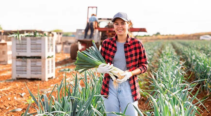 Как правильно сохранить лук-порей: советы по хранению и заготовке