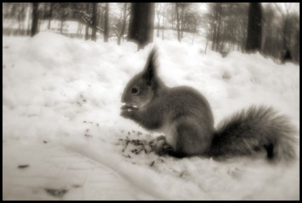 ����������� � ������ � ���������