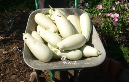 ��������� �����, ������� ������������ � ��������