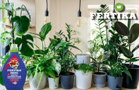 ��� �������� �������� ��������� ��������: ������ � �������