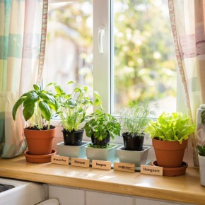 Как создать зеленый оазис на подоконнике: уютный огород без химии
