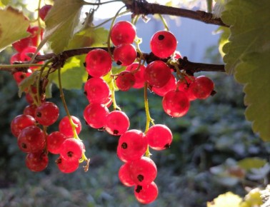 ��� ������� ������� ���� �� ������� ���������: ������� � �������� ������ �� ������ ����