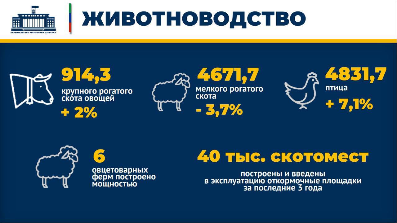 Мы безусловные лидеры в стране по поголовью крупного и мелкого рогатого скота - Абдулмуслимов Мы безусловные лидеры в стране по поголовью крупного и мелкого рогатого скота - Абдулмуслимов