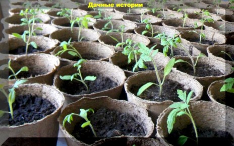 Как избежать распространенных ошибок при выращивании рассады