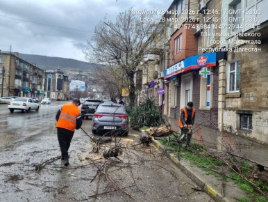 Сильный ветер и обильные осадки, обрушившиеся на Махачкалу, стали причиной падения деревьев