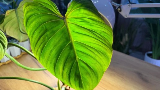 Тонкости посадки филодендронов: как избежать распространённых ошибок