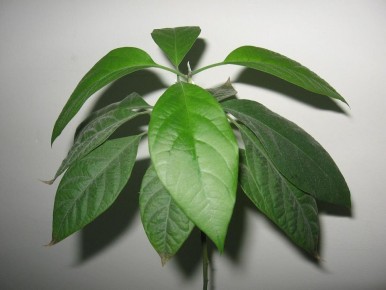 ��� ��������� ������� ����: ������� ��������� ������